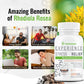 Rhodiola Rosea 500mg Adaptogen Supplement with Bioperine, Standardized 5% Salidroside | Vegetarian Tablets for Energy, Focus & Stress Support, Non-GMO, 60 Tablets